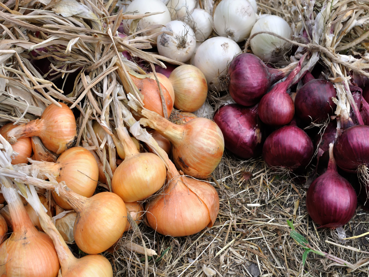Cebollas